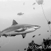 shark_greyreef_kk_h_0705_png1525.jpg